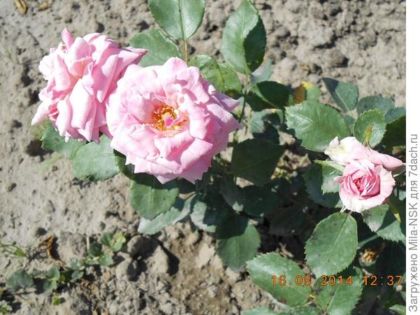 2014 год, первогодочка