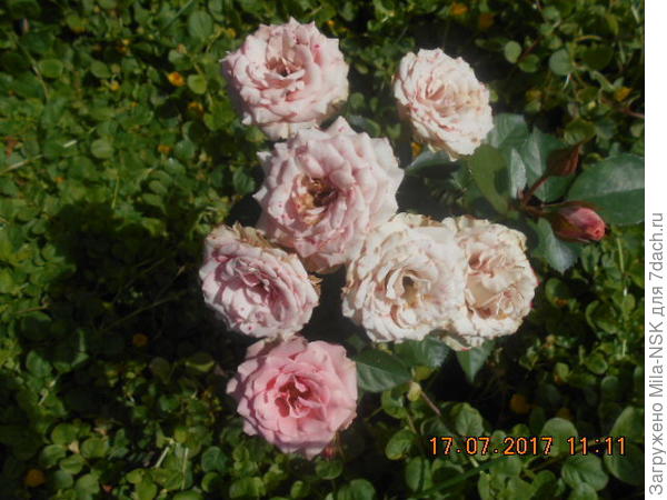 через неделю