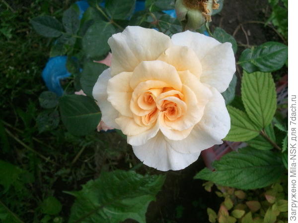 Первогодочка, июль-2015