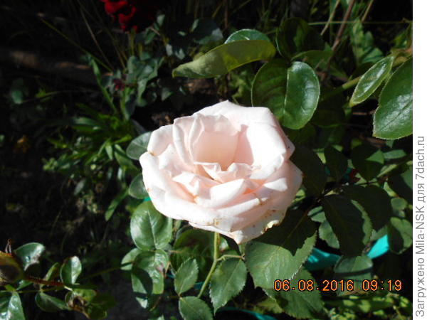 август-2016, уже розовеет