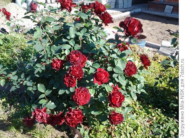 Сентябрь 2016