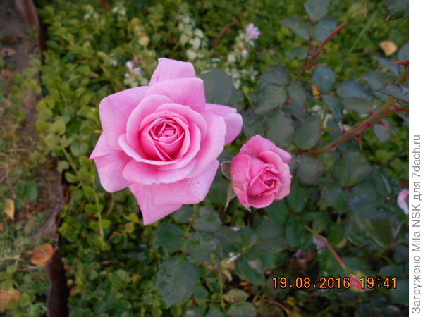 август-2016, цветочек анфас