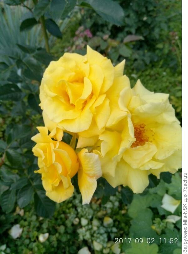 сентябрь-2017