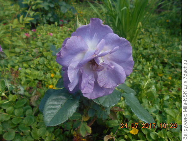 Блю фор ю. Никакого фотшопа. Снята в пасмурную погоду в конце цветения.