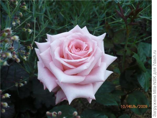 Прикрытая гипсофилой