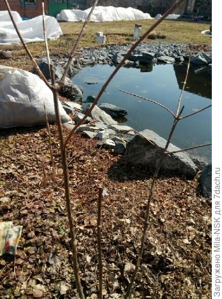 Он же поближе