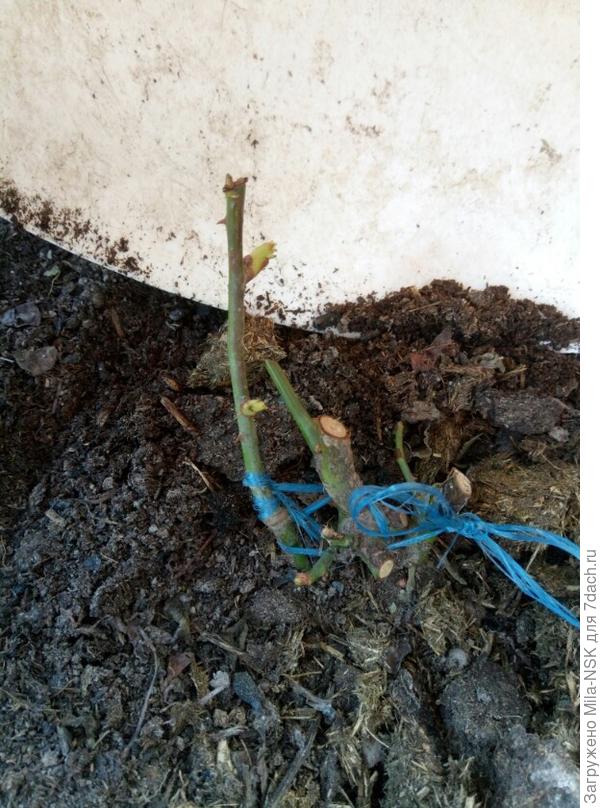 Роза Лет селебрешн, обрезала погрызенные стебли. Живой уже почечки начал распускать. От прививки еще парочка почек проклюнулась.