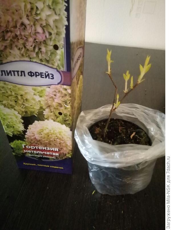 Гортензия Литтл Фрейз (тоже миниатюрка)