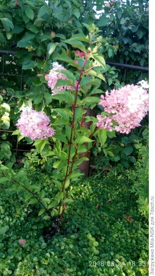 Ванила Фрейзе. Слева от нее в 3 м береза,