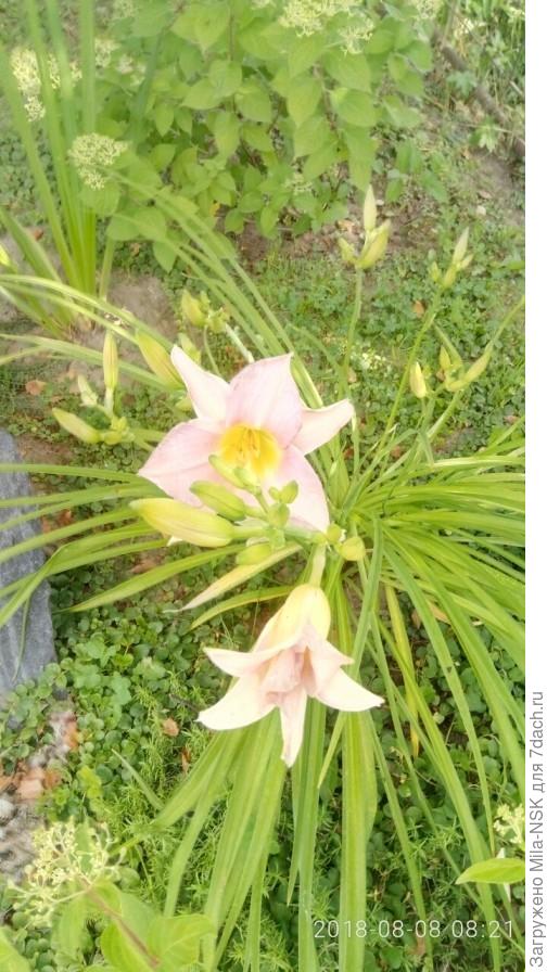 Лилейник, за ним виднеется гортензия Лайме лайт, практически под березой. Пересажена туда взрослой в 2016. В тот год не цвела, была обрезана под ноль. В 2017г очухалась и зацвела