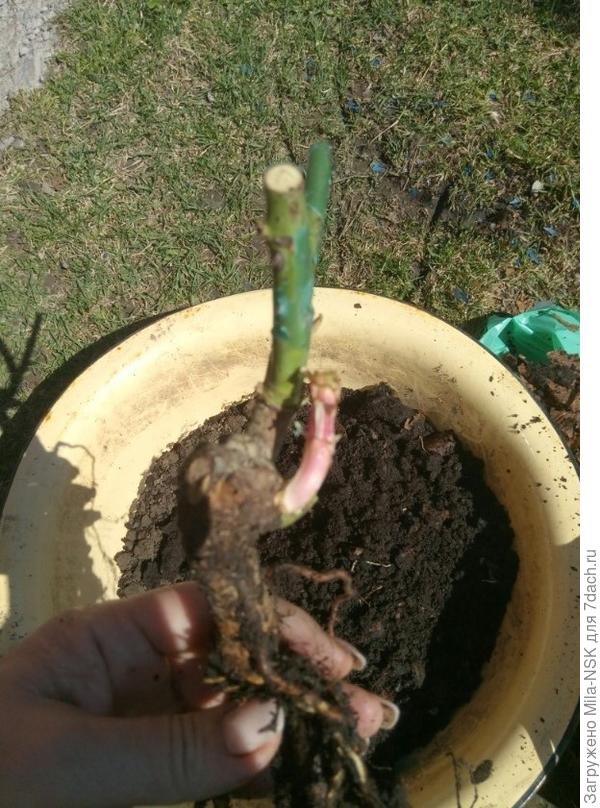 А еще она выдала хороший крепенький росток от  прививки.