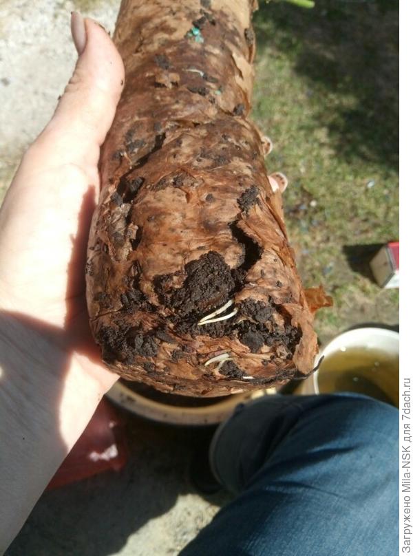 Как видим, на корнях уже в упаковке появились белые всасывающие корешки, которые проросли через упаковочную бумагу.