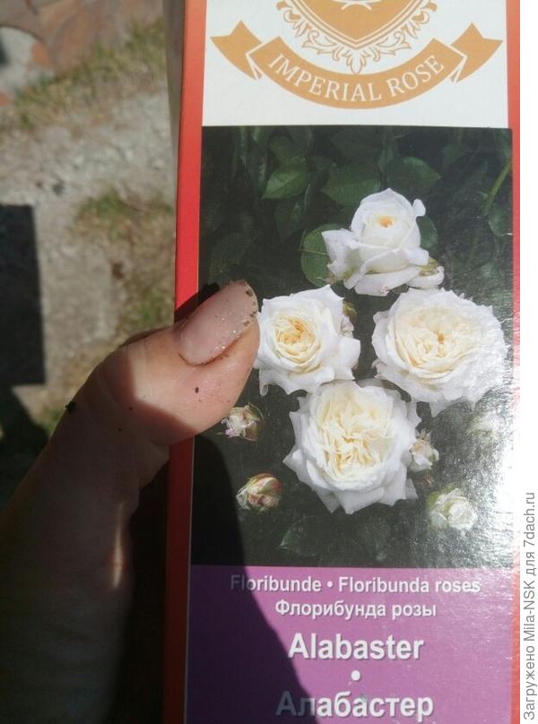 Роза Алабастерн в упаковке