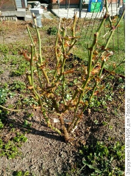 Абсолют фабулос - самая нынче беспроблемная и пушистая роза