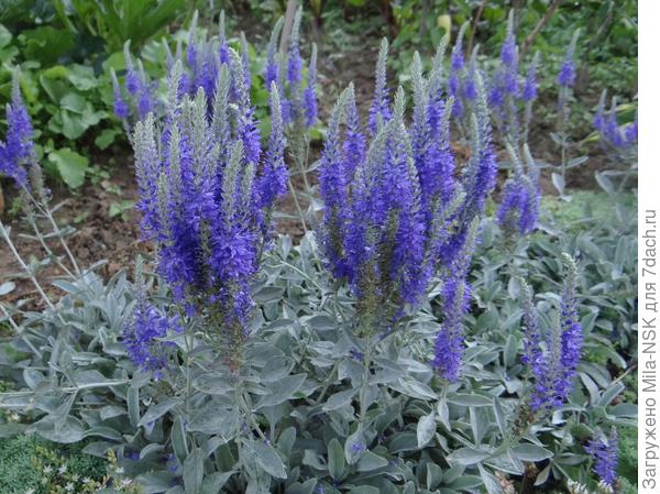 вероника сизая (фото из интернета)