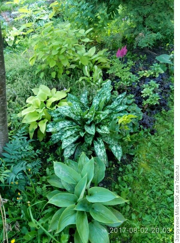 она же в компании хост, живучки, тимьяна, копытня и др.