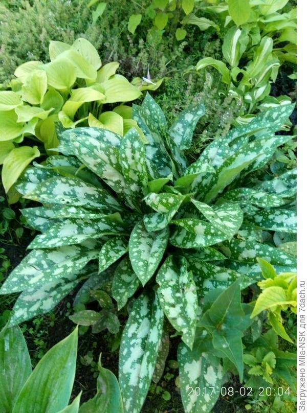 медуница сахарная