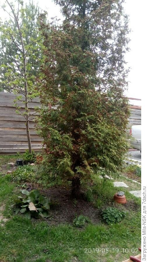 вот она, моя красоточка