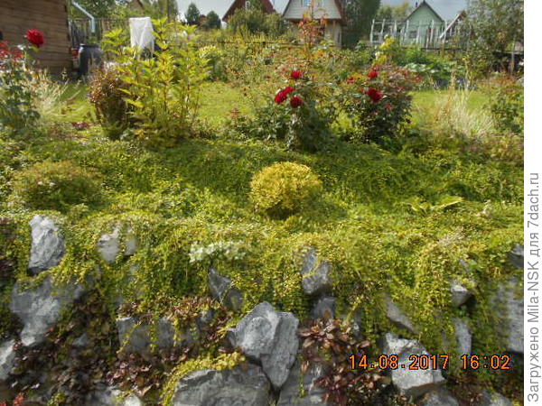 Голден карпет