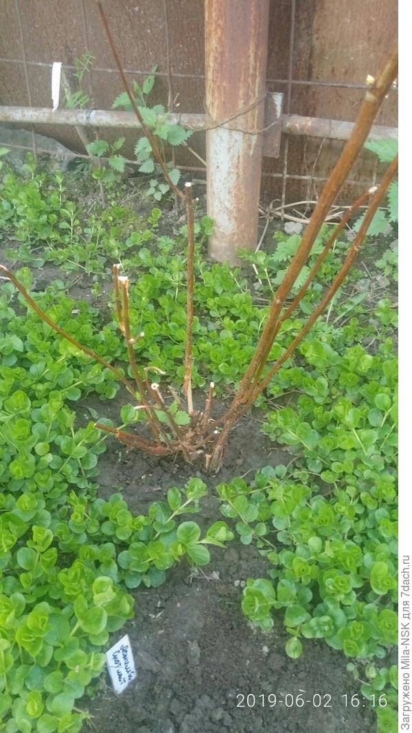 Пинк Анабель