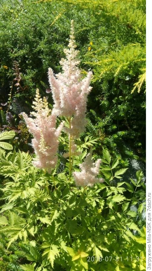 Милк энд хани