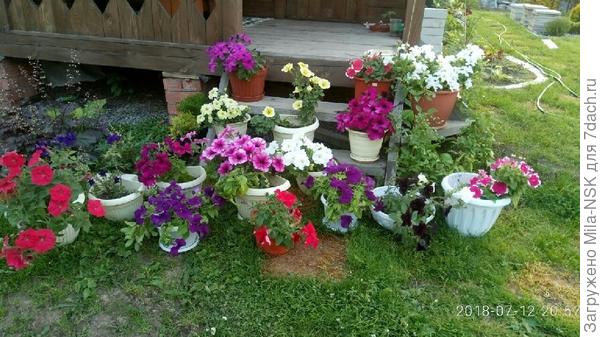 Вот здесь он справа от крыльца за белым горшком с петунией. Набирает цвет.