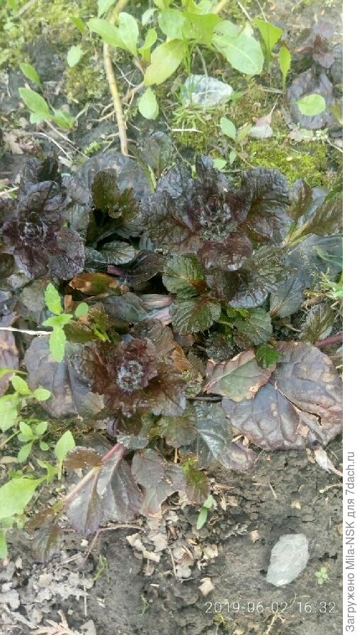 живучка-жаба