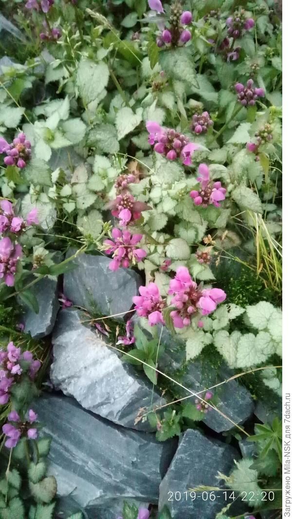 яснотка (есть еще одна, но фото пока нет)