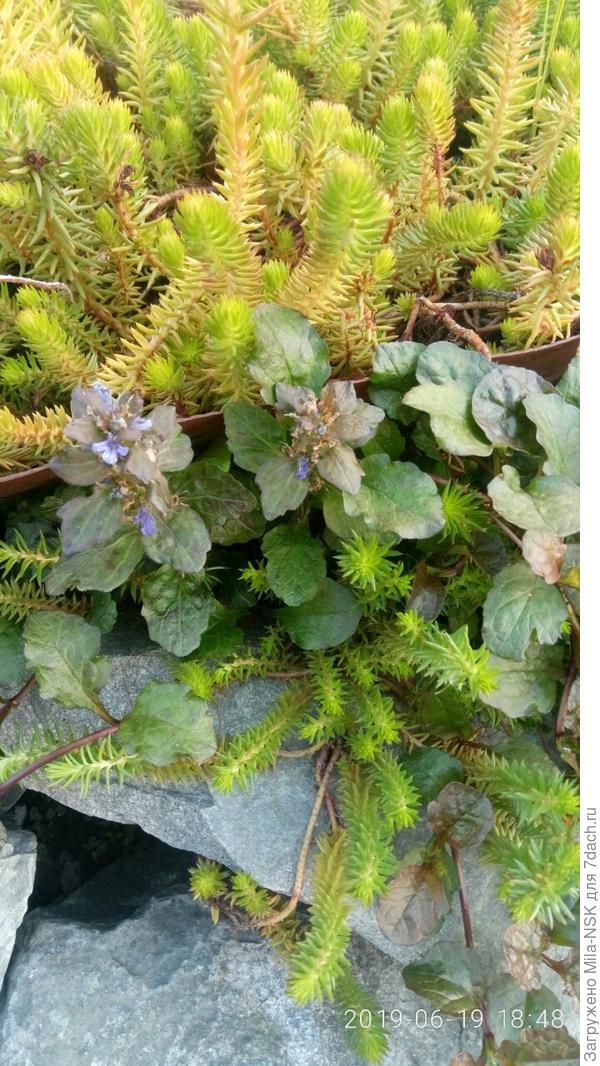 И еще одна живучка