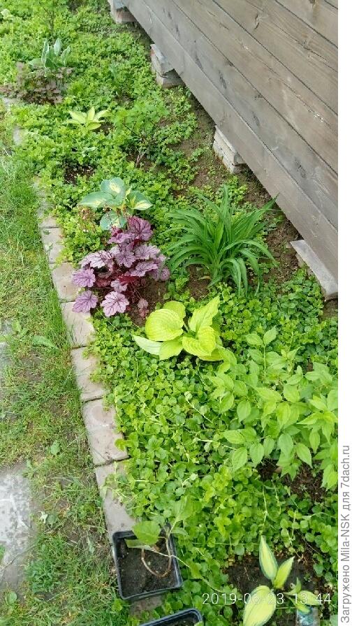 Вот этот цветник вчера полола, ведро вербейника навыдергивала. Сюда с крыши бани вода во время дождя стекает, хоть водосток и есть. И он тут жирует! Листья крупные, сочные. А ведь потыкан был в прошлом году.