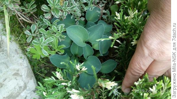 Самая маленькая из хост - мышинные ушки. Спряталась под разросшейся лапой можжевельника. Буду ее пересаживать