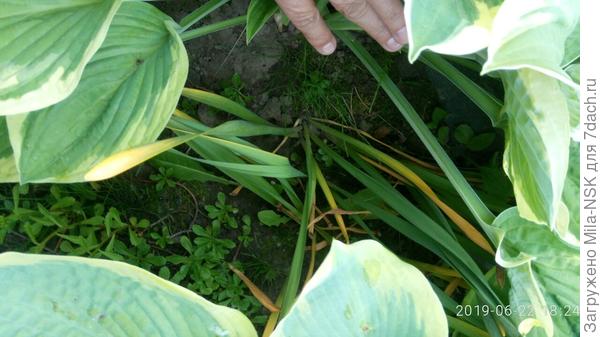Под листьями спрятались отцветшие нарциссы
