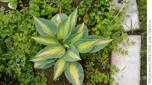 Хоста Катерина, в честь моей дочери