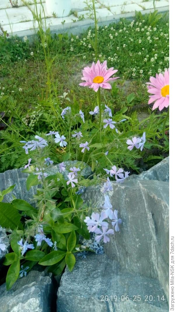 Флокс растопыренный и пиретрум розовый (выращен из семян 10-летней давности)