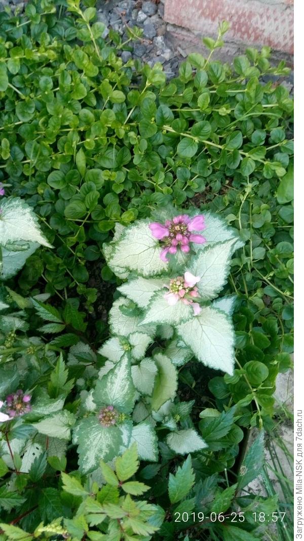 Яснотка -другой вид