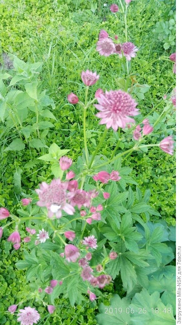 Мулен Руж (на самом деле она потемнее)