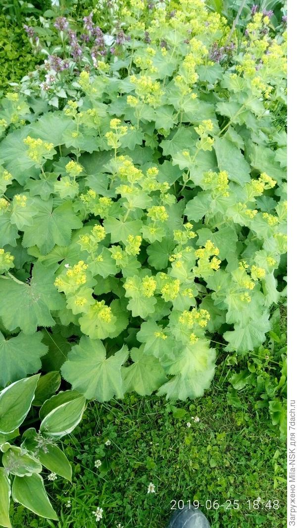 Вот-вот зацветет.