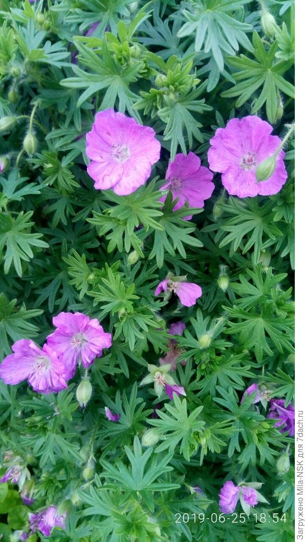 Это ее цветочки поближе