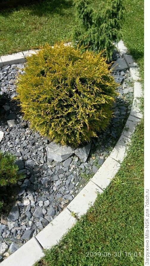 А это шаровидная туя. Вот и попробуй ее рядом с гортензией предаставить.