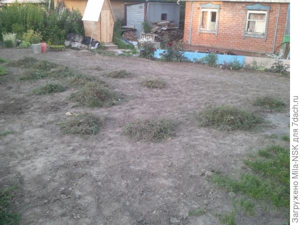 Обработанный культиватором участок, сорняки собраны в кучи