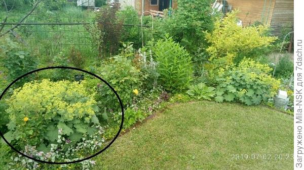 манжетка с цветами