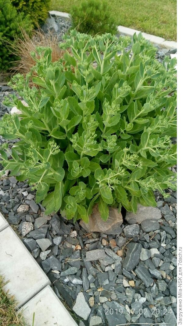 очиток видный, цветет с конца августа и до холодов