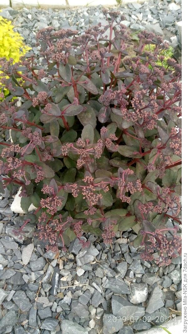 зацветает в начале августа