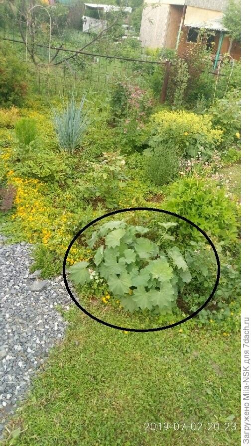 она же стриженая