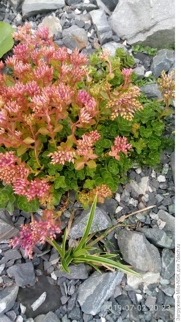 скоро зацветет очаровательными насыщенно-розовыми звездочками.