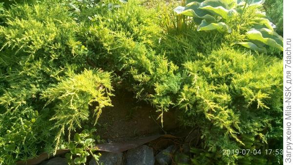 У этого тоже пришлось вырезать довольно внушительную ветку.