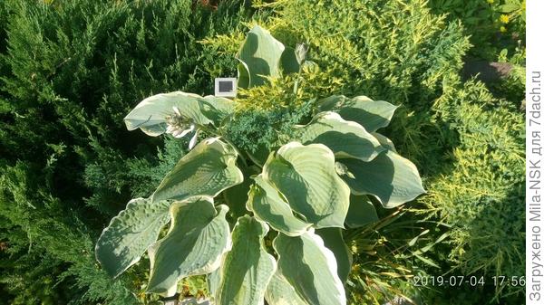 Два джентльмена (можжевельника) борятся за внимание прекрасной дамы (хосты)