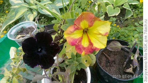 Слева - копия мамки,  а справа ни на кого не  похожий &quot;выродок&quot;