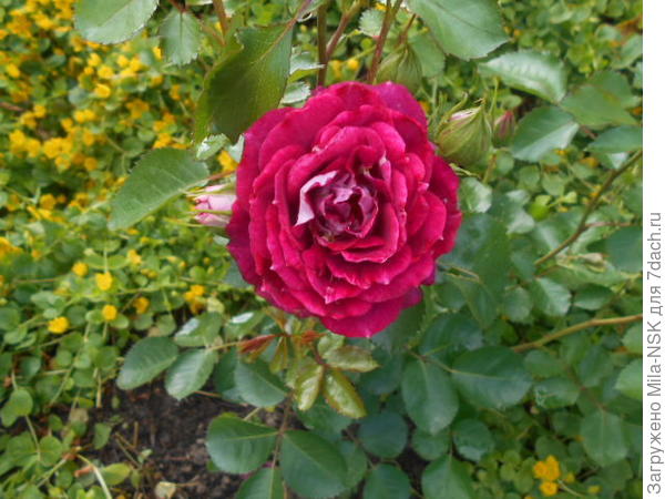 Кстати, эта красотка Лет Селебрешн от Гаршинки из прологоднего заказа. Нынче была основательно погрызена мышами. Я ее обрезала &amp;quot;под-Котовского&amp;quot;. Она выпустила новые росткрсвоей красотой.адует меня и и теперь