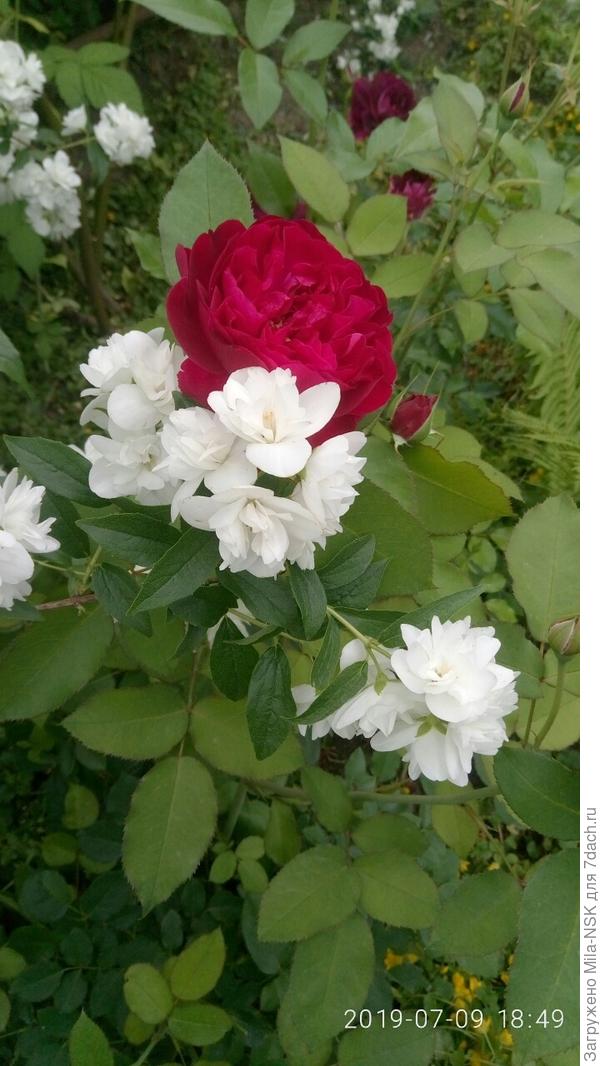 Дарси базель